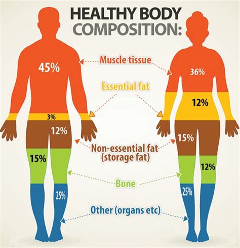 Body Composition: Nutrition and Fitness Regimen