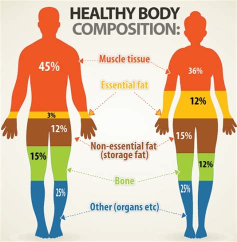 Body Composition of Alexis Farmer: Physical Fitness Routine