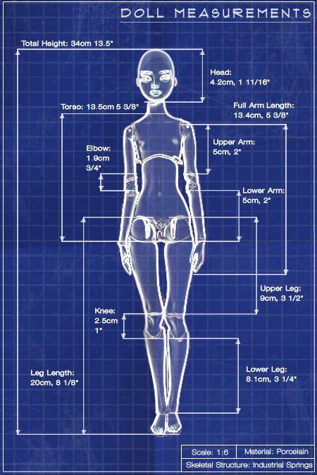 Body Measurements of Barbie Wild