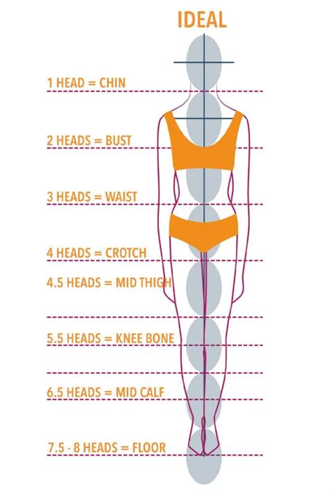 Body Proportions: Detailed Measurements Unveiled