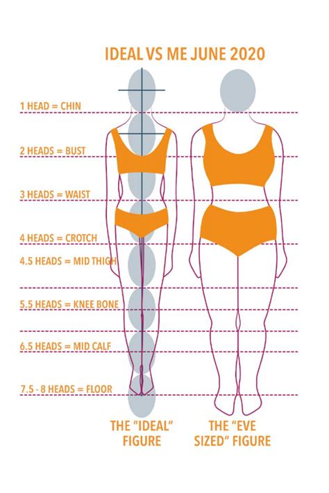 Body Proportions Insights Unveiled