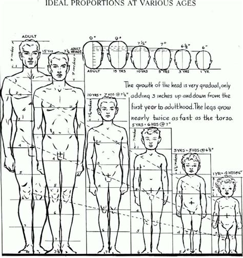 Body Proportions and Physical Dimensions