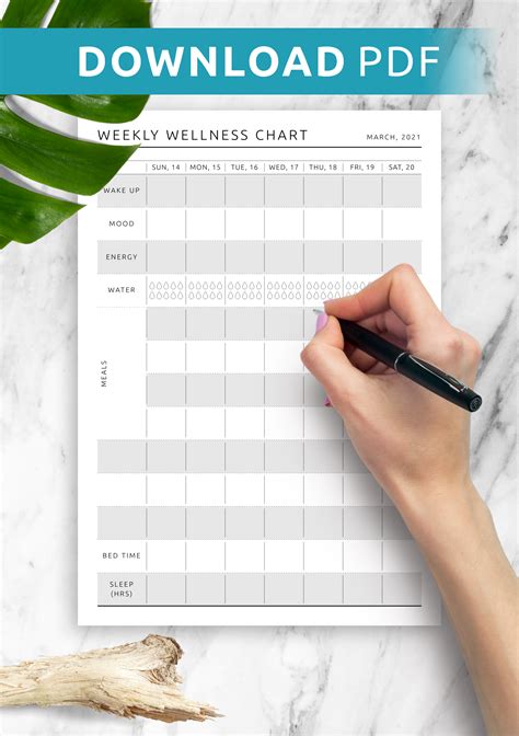 Body Stats and Wellness Regimen