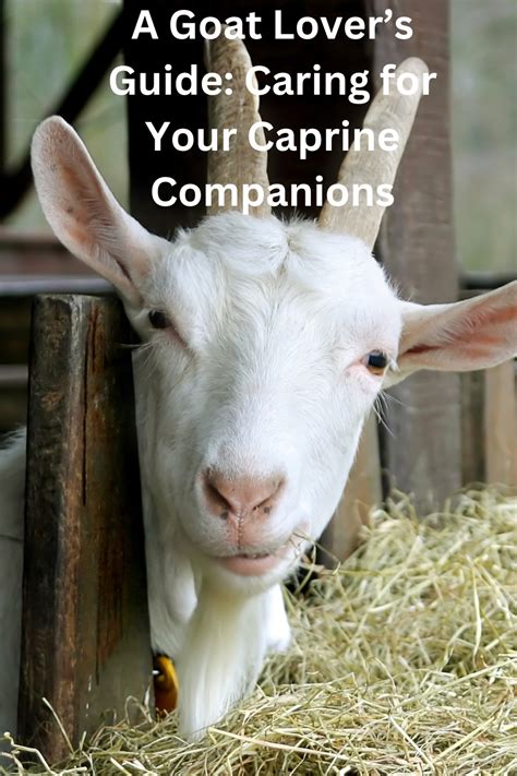 Bonding and Building Trust with Your New Caprine Companion