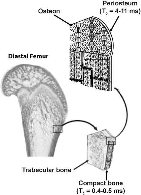 Bone Morphology: Deciphering Clues from the Past