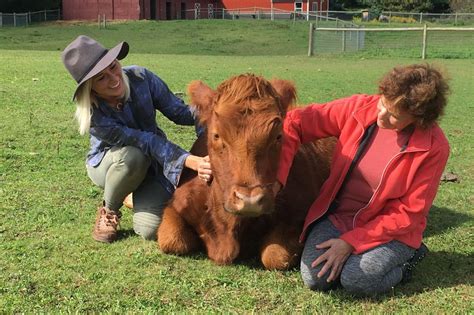 Bovine Bliss: How Rescuing Cows Transforms Lives