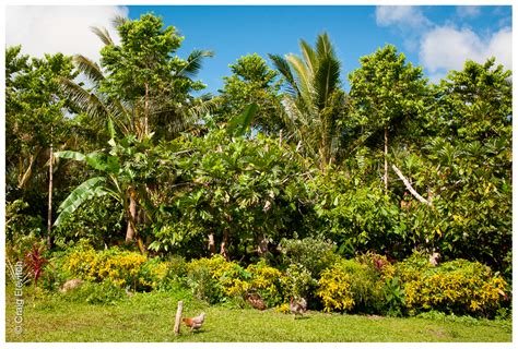 Breadfruit: An Eco-Friendly and Sustainable Crop