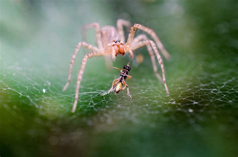 Breaking Free from the Grasps of a Arachnid's Cobweb: A Petrifying Vision