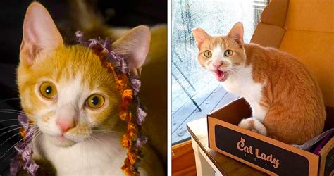 Breaking the Internet: Viral Kittens and Bunnies that Captivated Millions