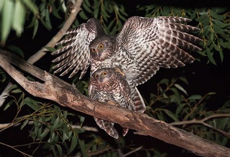 Breeding and Courtship: Insights into the Gray Owl's Mating Rituals