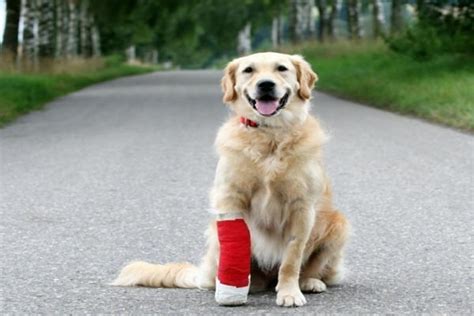 Bringing Hope to an Injured Canine: 8 Simple Steps to Make a Difference