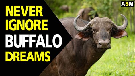 Buffalo Dreams as Metaphors for Personal Transformation