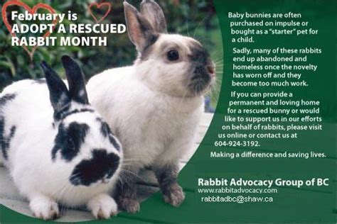 Building Awareness: Spreading the Message About Bunny Rescue