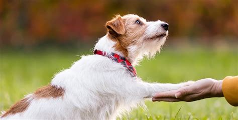 Building Bonds: Strengthening Relationships through Puppy Care