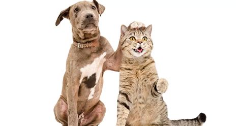 Building Bridges: Instances of Felines and Canines Collaborating Amicably