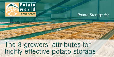 Building an Effective Potato Distribution Network