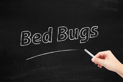 Busting Myths: Debunking Common Misconceptions about Bed Bugs