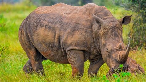 Can Elusive Ebony Rhinoceroses Be Spotted in the Wilderness? Demystifying the Legend versus the Authenticity