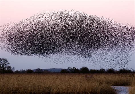 Can We Extract Valuable Insights from Fly Swarms for Enhancing Human Societies?