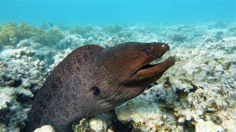 Captivating Eel Species: From Electric Eels to Moray Eels