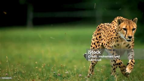 Captivating Moments: Witnessing a Cheetah Hunting