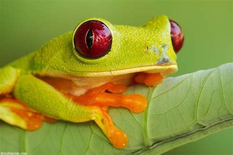 Capturing the Beauty: Photography Tips for Documenting the Alluring Crimson Amphibians