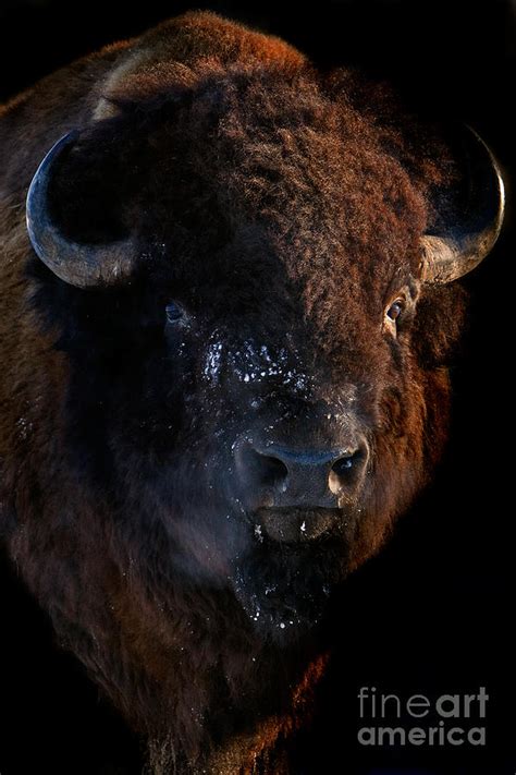 Capturing the Essence: Photographing the Majesty of Buffalo in the Wild