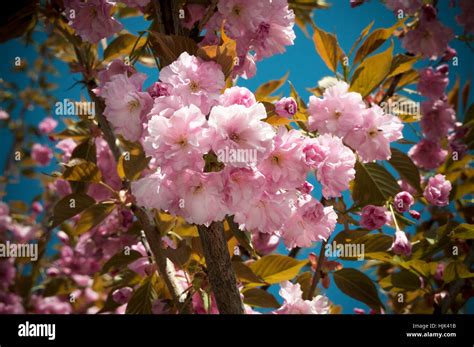 Capturing the Essence: Unveiling the Magic of a Flourishing Cherry Blossom