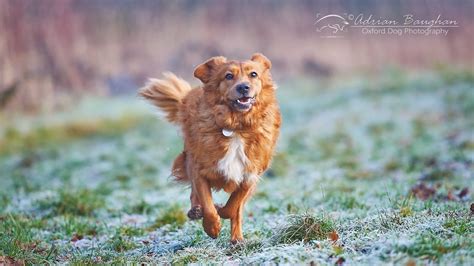 Capturing the Moments: Photographing the Delight of Sprinting Pups