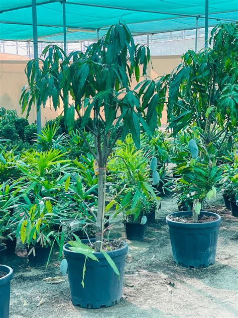 Care and Maintenance Tips for Thriving Mango Trees