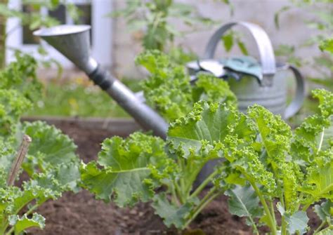 Caring for Your Cabbage Plants: Watering, Fertilizing, and Weeding