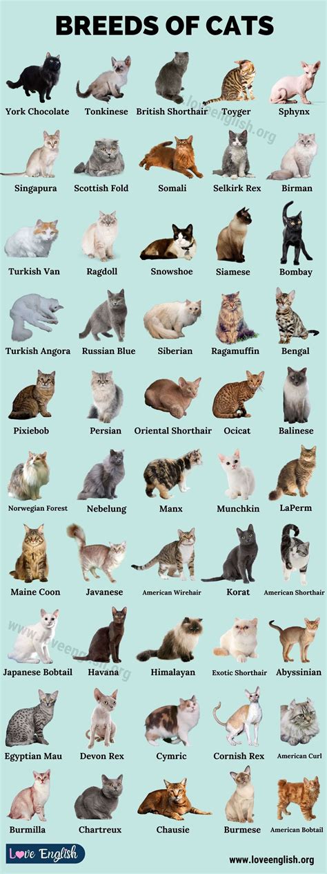 Cat Breeds to Suit Every Cat Lover: Discover Your Perfect Match