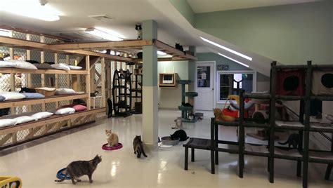 Cat Sanctuary Design: Merging Elegance and Comfort