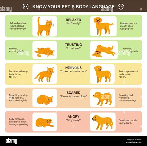 Cat and Dog Behavior: Are They Truly That Different?