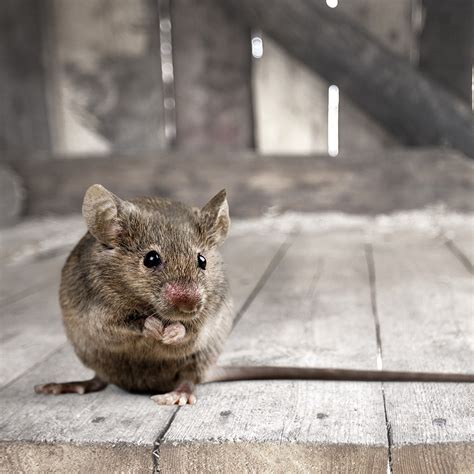 Causes and Interpretations of Frightening Encounters with Tiny Rodents