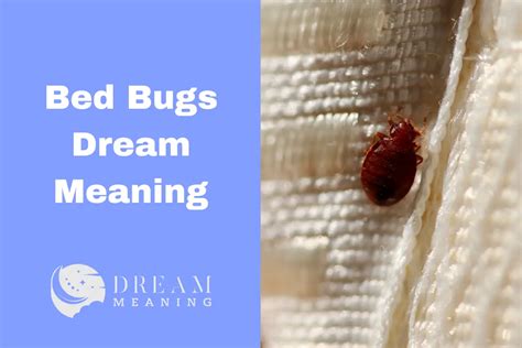 Causes and Triggers Leading to the Manifestation of Bed Bug Dream Phenomenon