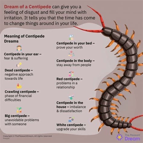 Centipedes as Messengers: Decoding the Message in Your Dream