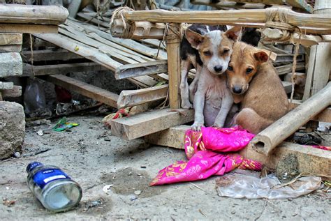 Challenges Faced by Neglected Animals Living on the Streets