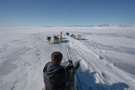 Challenges and Considerations: Navigating the Realities of Caring for a Polar Bear Companion