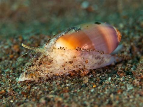 Challenges in Sea Snail Conservation: Exploring Threats to Their Survival