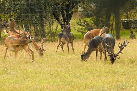 Challenging Presumptions: The Dominance of Enormous Deer in Ecosystems