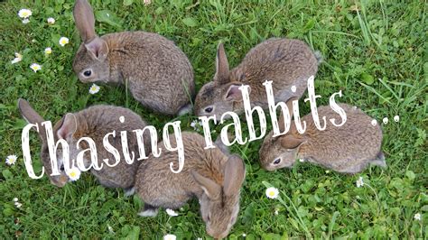 Chasing Rabbits: A Reflection of Our Inner Drive