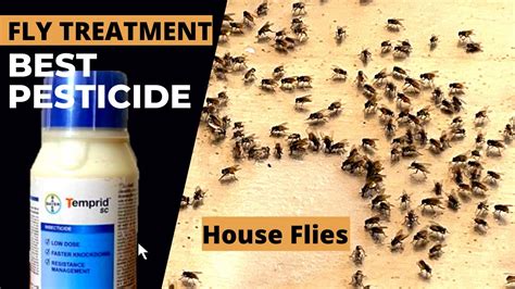 Chemical-Free Solutions for Controlling House Flies