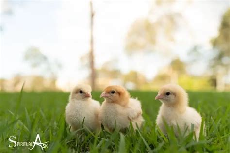 Chicks as Symbols of Innocence and Pureness