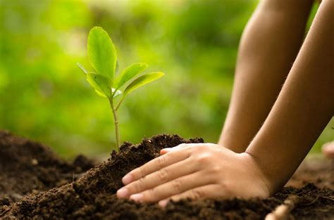 Choosing and Planting New Trees: Revitalizing Your Outdoor Space