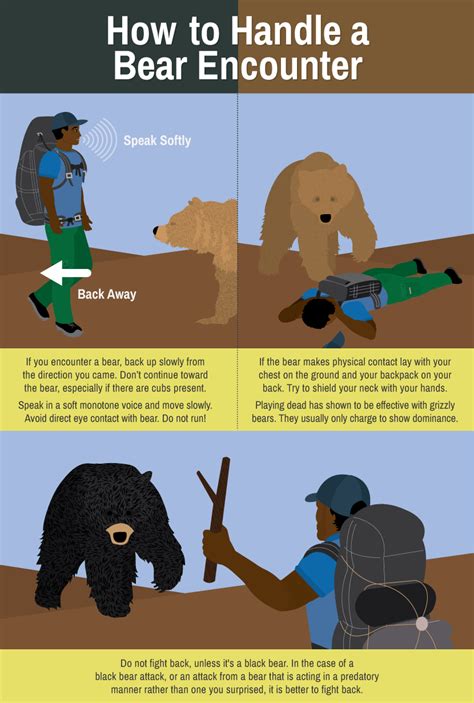 Choosing the Appropriate Response When Encountering a Bear