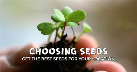 Choosing the Appropriate Seeds for Successful Planting