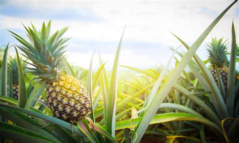 Choosing the Ideal Pineapple Variety for Your Climate