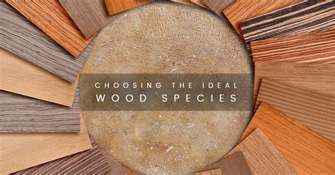 Choosing the Ideal Wood for Your Project