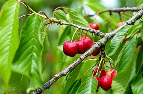 Choosing the Perfect Cherry Tree for Your Ideal Garden